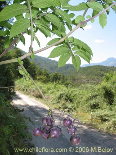 Solanum sp. #2359の写真